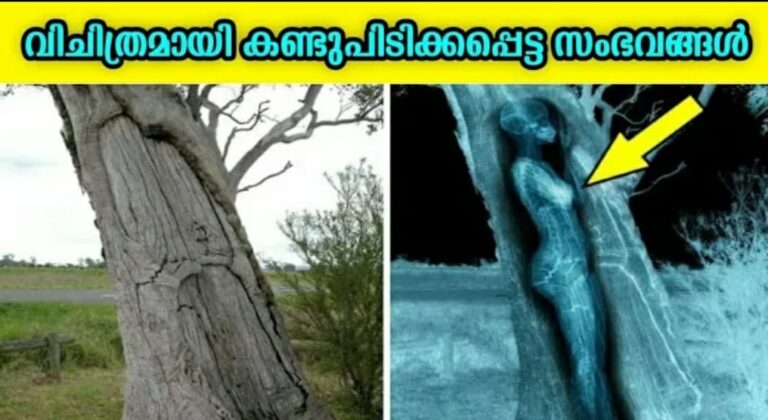 ഇത് കണ്ടാൽ വിശ്വസിക്കാൻ പറ്റില്ല